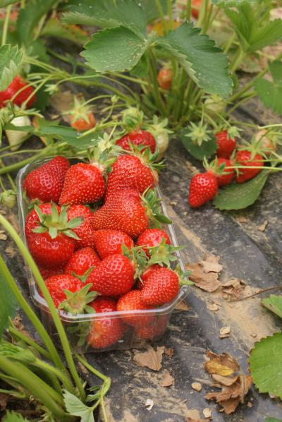 Fraises