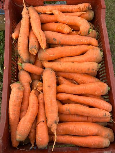 Carottes 