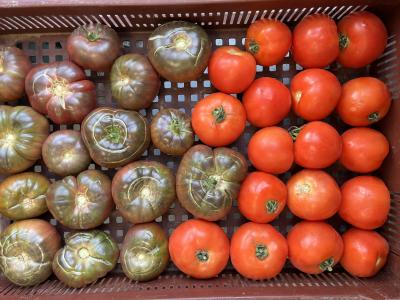 Tomates
